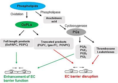 Oxidized Phospholipids in Control of Endothelial Barrier Function: Mechanisms and Implication in Lung Injury